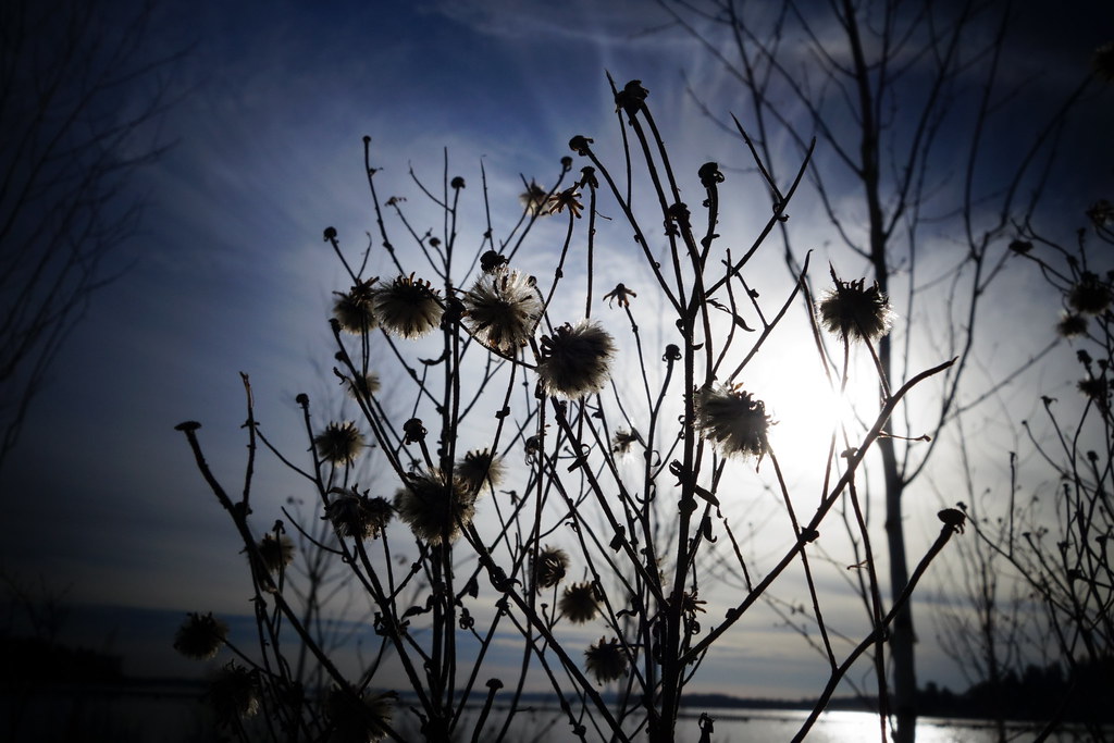 Sunlit Silhouettes
