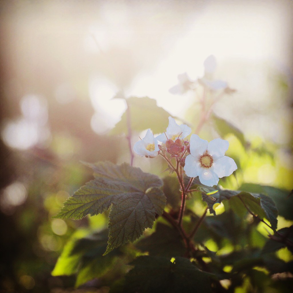 Golden Hour Flora